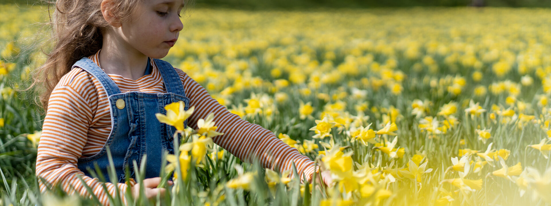 Påskeliljemarka på Gossen, Aukra